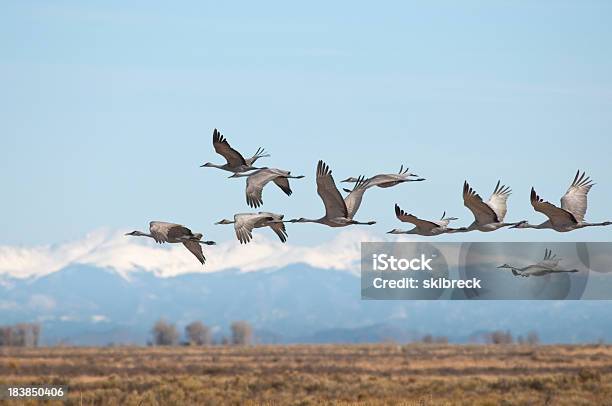 Sandhill Gru Sul Monte Vista Colorado - Fotografie stock e altre immagini di Migrazione animale - Migrazione animale, Uccello, Colorado