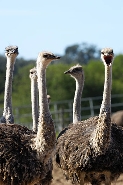 istock Close-up of a Ostrich Flock 183850779