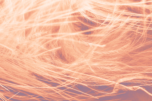Peach color feathers, soft abstract background. Pastel color trend 2024.