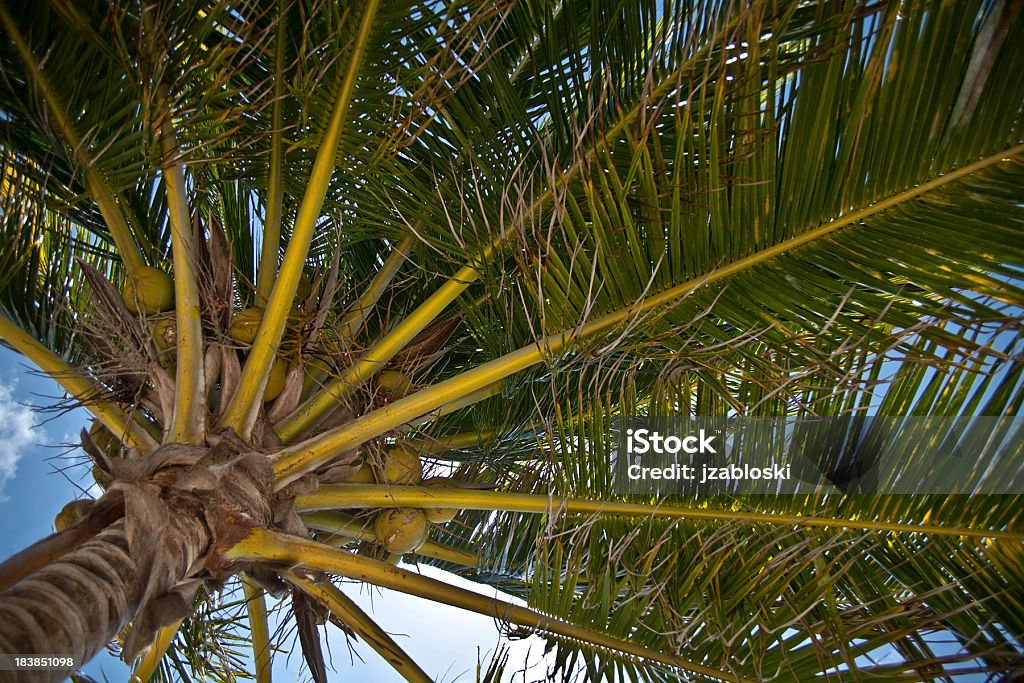 Fronde di palme e noci di cocco. - Foto stock royalty-free di Agricoltura