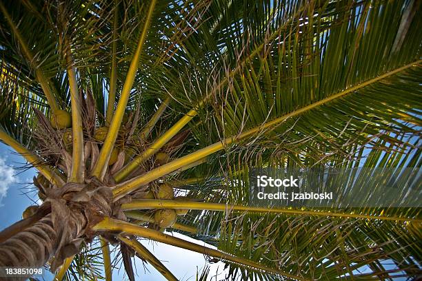 Fronde Di Palme E Noci Di Cocco - Fotografie stock e altre immagini di Agricoltura - Agricoltura, Albero, Ambientazione esterna