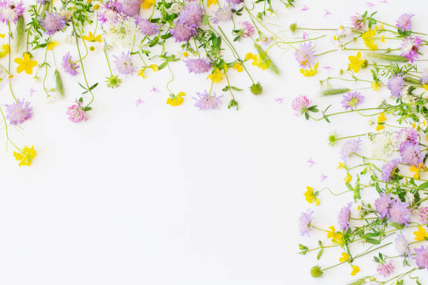 istock summer wild flowers on white paper background 1838511442