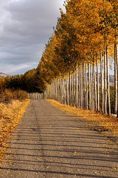 istock country road driveway okanagan valley osoyoos 183851245