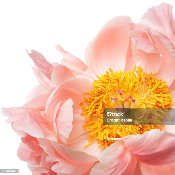 Peonia Rosa - Fotografie stock e altre immagini di Peonia - Peonia, Sfondo bianco, Fiore singolo