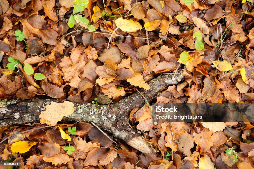 Ramo di Foglie di quercia, Foresta di - Foto stock royalty-free di Autunno