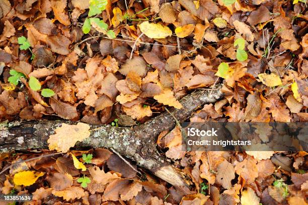 Ramo Di Foglie Di Quercia Foresta Di - Fotografie stock e altre immagini di Autunno - Autunno, Ceppo, Composizione orizzontale