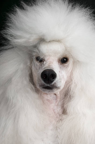 สุนัขหน้าเกร็งกับขนยาวสีขาว ภาพสต็อก - ดาวน์โหลดรูปภาพตอนนี้ - สะอาด -  สภาพดี, สุนัข, ภาพเหมือน - ภาพ - Istock