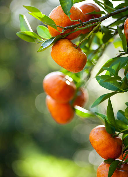 árbol de tangerine - citrus fruit mandarin orange orange large group of objects fotografías e imágenes de stock