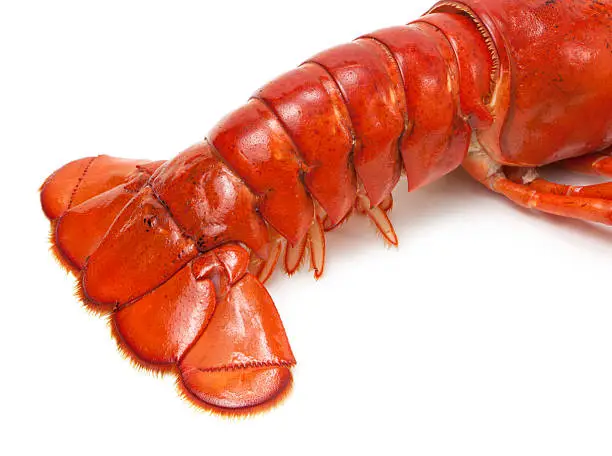 Lobster tail on white background.