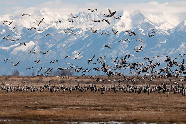 istock Sandhill Cranes Over Monte Vista, Colorado 183851754