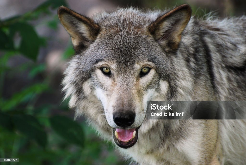 Lobo gris - Foto de stock de Lobo libre de derechos