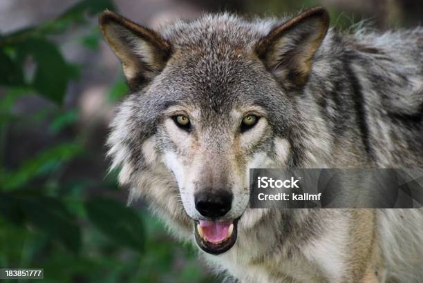 Lobo Gris Foto de stock y más banco de imágenes de Lobo - Lobo, Lobo Gris, Mirando a la cámara