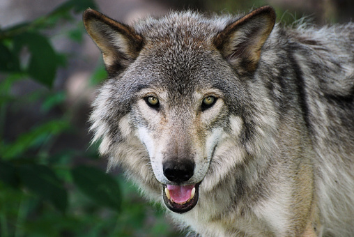 Gray Wolf portrait with snout open and canine showing.
