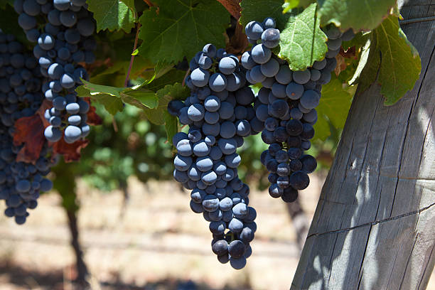 istock Red Wine Grapes on the Vine in Vineyard 183851989