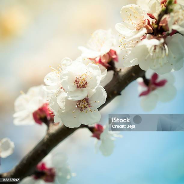 Aprikosenblüte Stockfoto und mehr Bilder von Aprikose - Aprikose, Aprikosenbaum, Aprikosenblüte