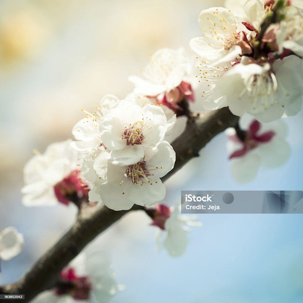 Albicocco in fiore - Foto stock royalty-free di Agricoltura
