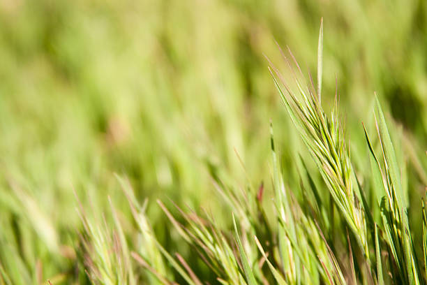 pasto verde - long grass uncultivated plant stage plant condition fotografías e imágenes de stock