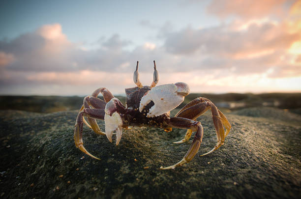 Mealy crab (Thaipotamon Chulabhorn)