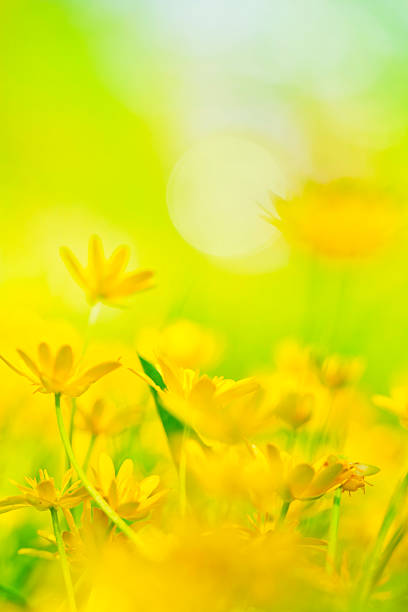 desabrochando primavera - nature selective focus green vertical imagens e fotografias de stock