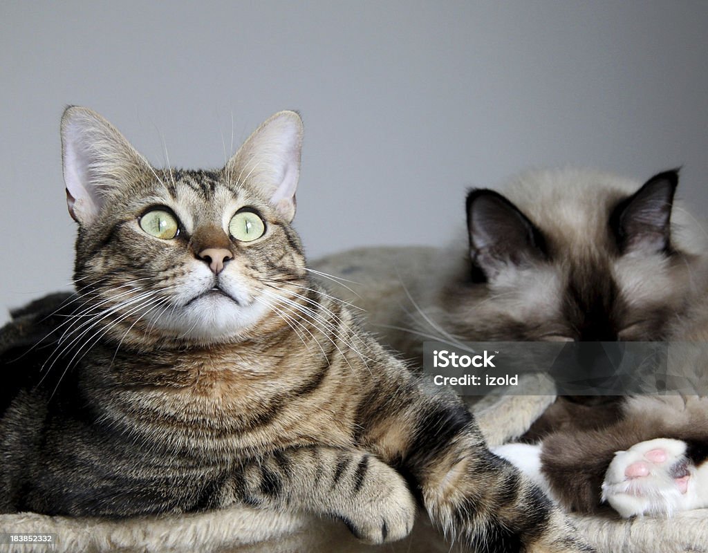 Задумчивый cat - Стоковые фото Без людей роялти-фри
