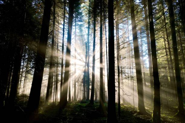 istock morning fog in the forest with enchante light 1838523365