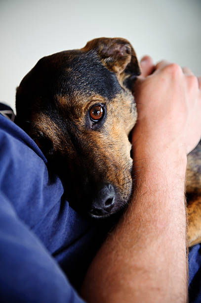 istock Dog resting on owner staring towards the camera. 183852469