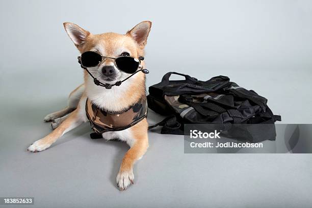 Chihuahua Em Camoflauge Uniforme - Fotografias de stock e mais imagens de América Latina - América Latina, Animal, Animal Doméstico