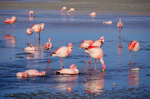 Herd of pink James Flamingos feeding and bathing at Laguna Colorada, Lagunas Route, Bolivia.