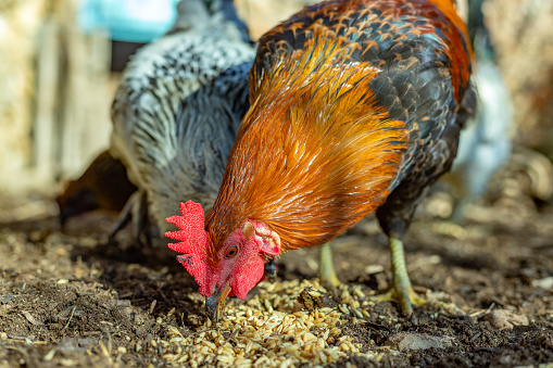 Castilla La Mancha. Spain. Bronze-colored rooster pecking at cereal grains on the ground in a yard where roosters and hens move freely.