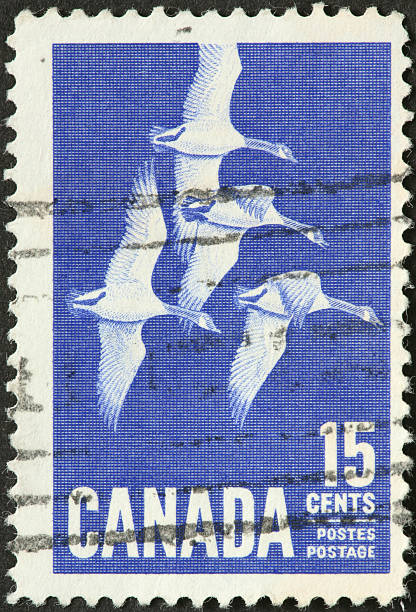 istock four Canadian geese in flight on a postage stamp 183852800