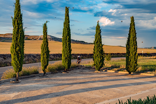 Castilla y León. Spain. Cypresses at sunset along the roadside, with a cyclist riding against a landscape of tablelands and slopes, typical of the Castilian plateau in Spain.