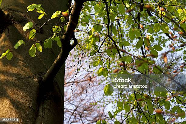 Hojas En El Bosque De La Primavera Foto de stock y más banco de imágenes de Alemania - Alemania, Boscaje, Bosque