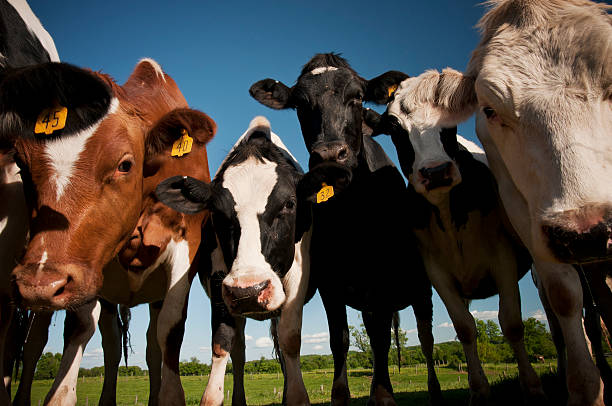 Vacas Curioso - fotografia de stock