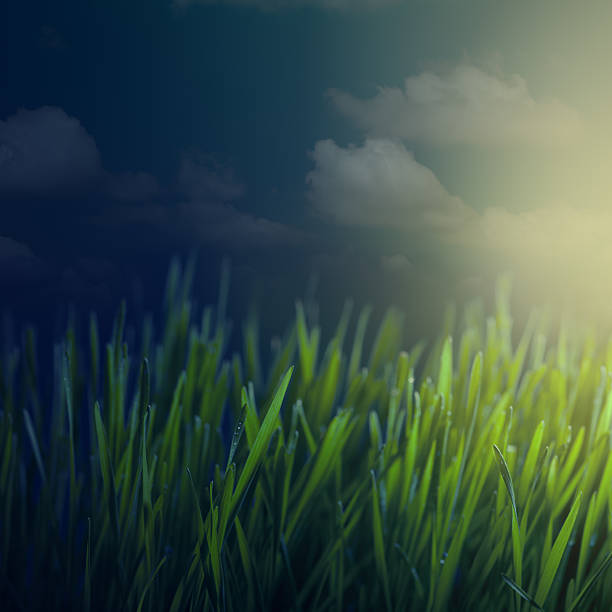 Early morning Early morning over the green field sunset dew stock pictures, royalty-free photos & images