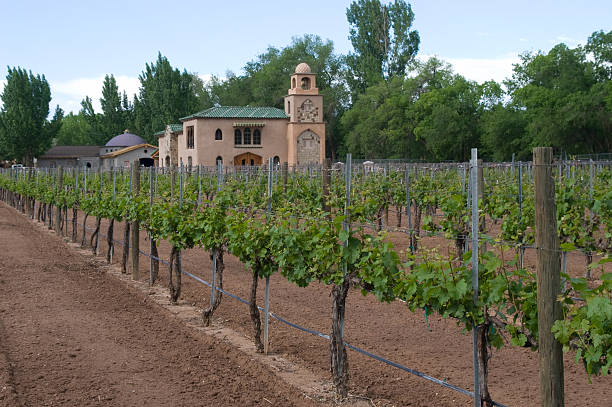 istock Immature Grapevines at Casa Rondena 183852870