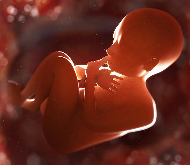 istock 7-month fetus in womb 183852894