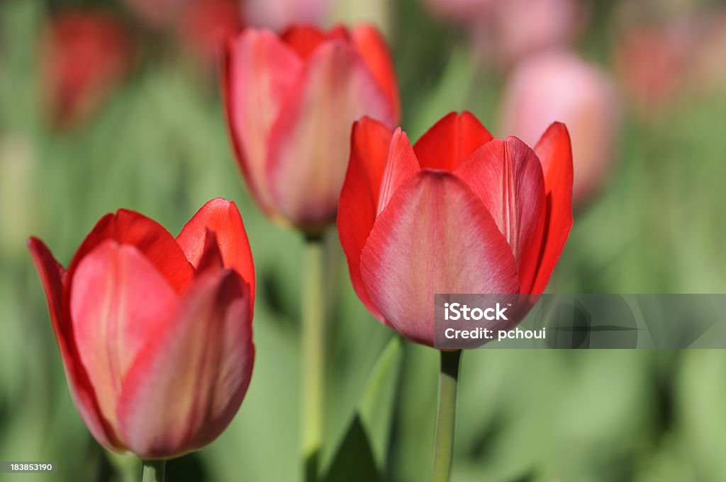 Tulips, flower garden, spring scene, nature concept Beautiful tulips. Selective focus. Beauty In Nature Stock Photo