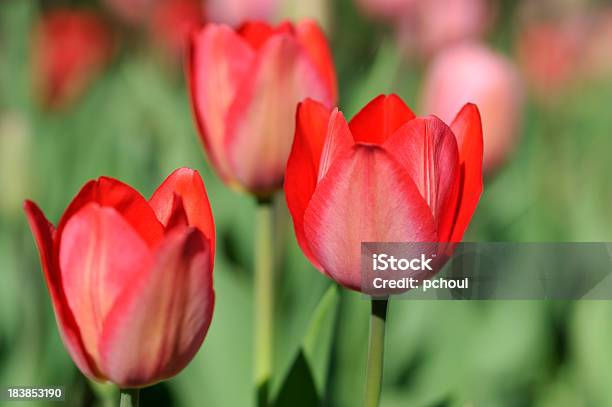 Tulips Flower Garden Spring Scene Nature Concept Stock Photo - Download Image Now