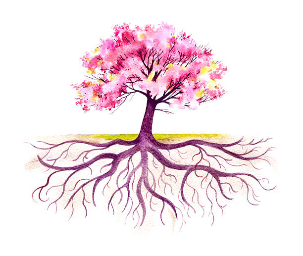 illustrazioni stock, clip art, cartoni animati e icone di tendenza di fioritura albero con un root del sistema - tree root family tree watercolor painting