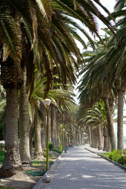 istock The promenade surrounded by palm trees, Swakopmund, Namibia 1838532162