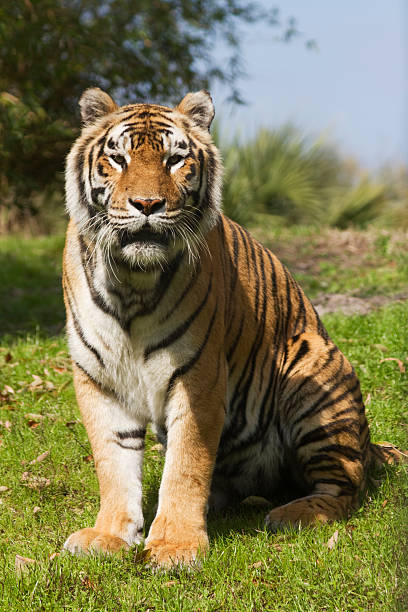 superbe tigre du bengale salon - seated tiger photos et images de collection