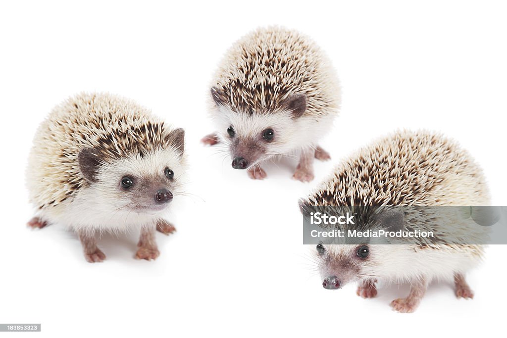 3 つのアフリカ pigmy hedgehogs - ハリネズミのロイヤリティフリーストックフォト