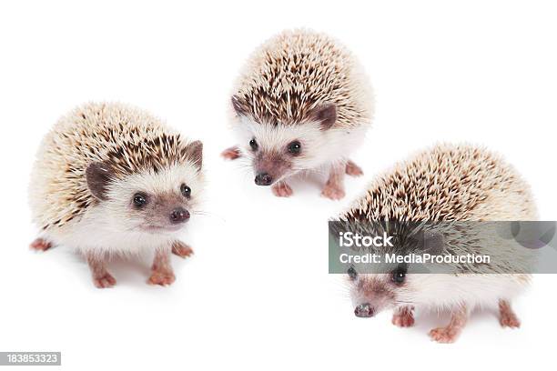 3 つのアフリカ Pigmy Hedgehogs - ハリネズミのストックフォトや画像を多数ご用意 - ハリネズミ, 白背景, カットアウト