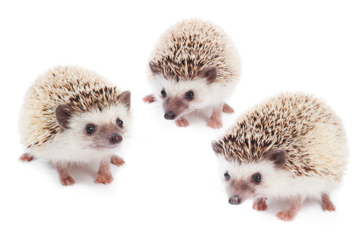 Three African pygmy hedgehogs on white background