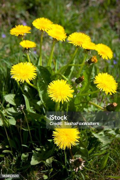 Grumos De Dente De Leão - Fotografias de stock e mais imagens de Amarelo - Amarelo, Crescimento, Dente-de-leão