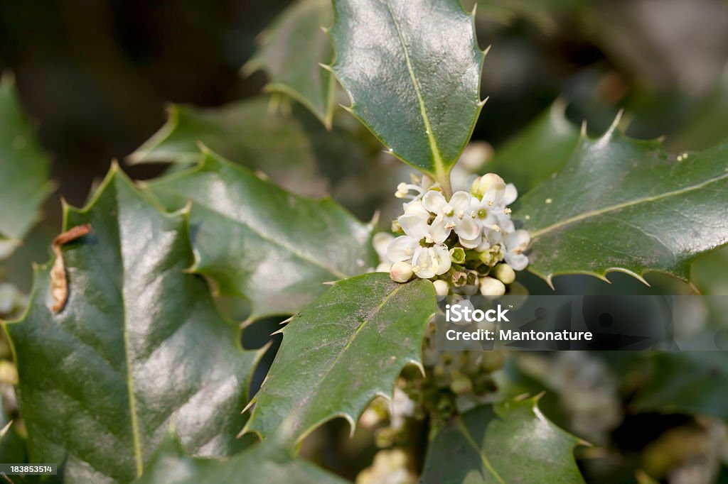 Houx Ilex aquifolium (fleurs - Photo de Arbre libre de droits