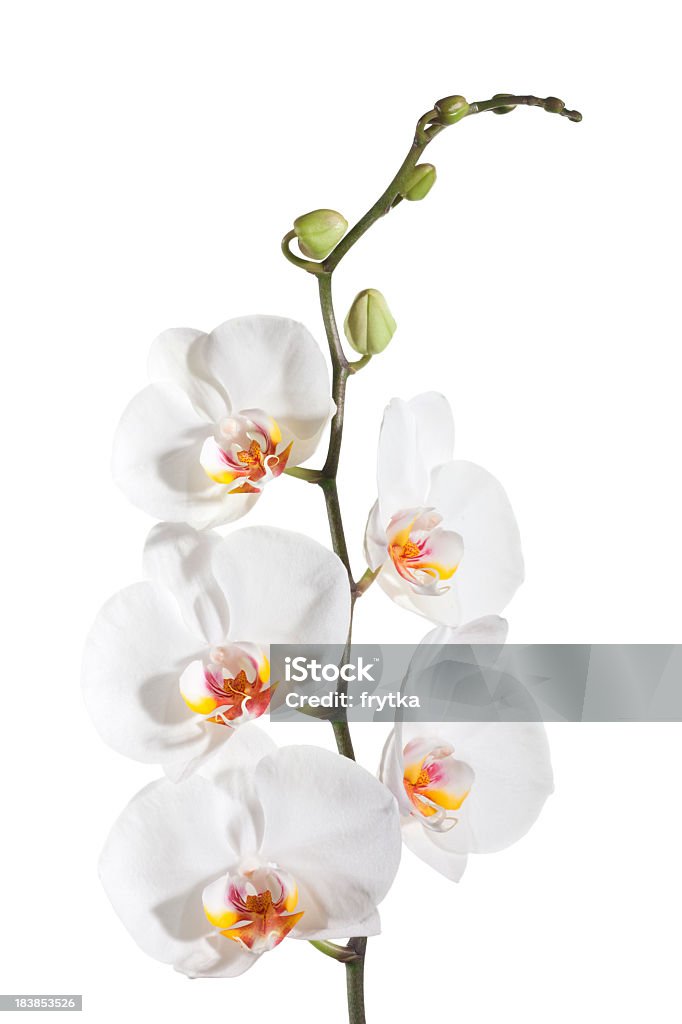 Орхидея - Стоковые фото Орхидея роялти-фри