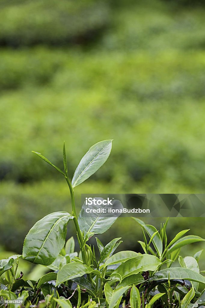 Crecimiento de hojas de té - Foto de stock de Agricultura libre de derechos