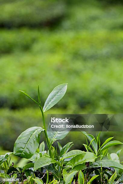 Crecimiento De Hojas De Té Foto de stock y más banco de imágenes de Agricultura - Agricultura, Aire libre, Asia