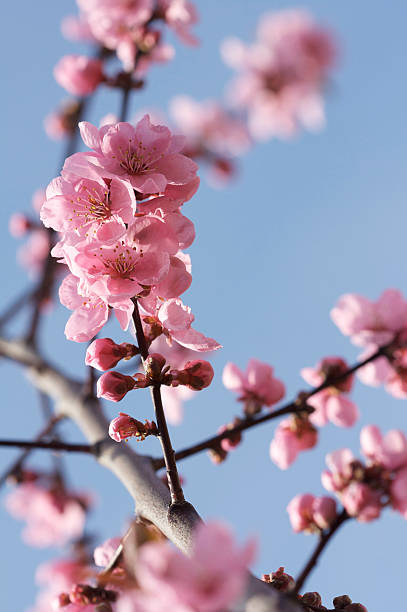 Pink cherry blossom stock photo